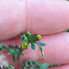 Senecio vulgaris