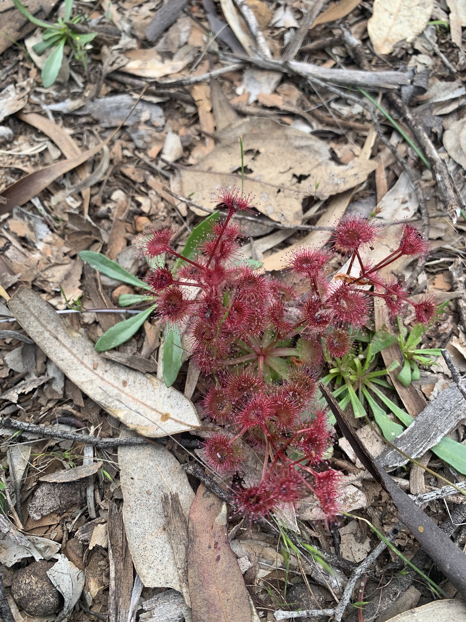 Drosera purpurascens Schlotth. 3