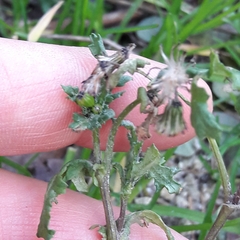 Senecio vulgaris