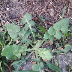 Sonchus oleraceus