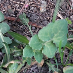Sonchus oleraceus