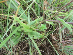 Senecio polyodon subglaber