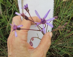 Senecio polyodon subglaber