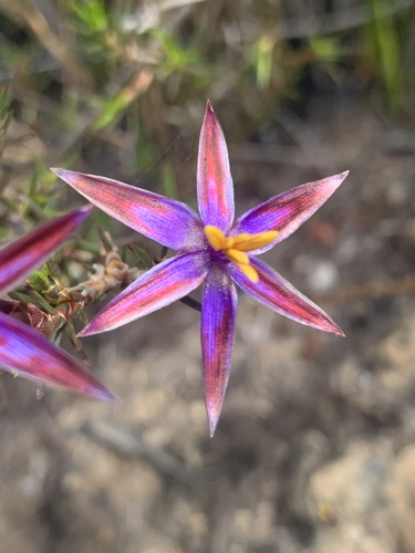 Calectasia demarzii (Calectasia demarzii)