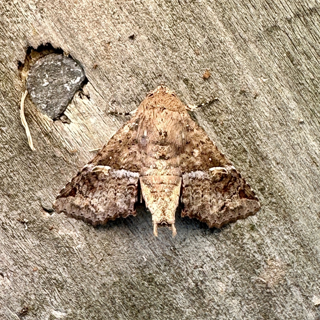 Targalla palliatrix