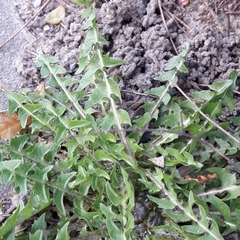 Taraxacum officinale