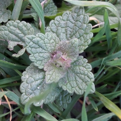 Lamium purpureum