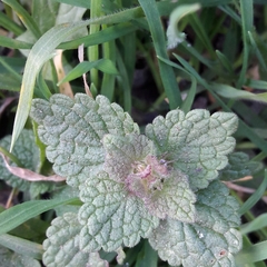 Lamium purpureum
