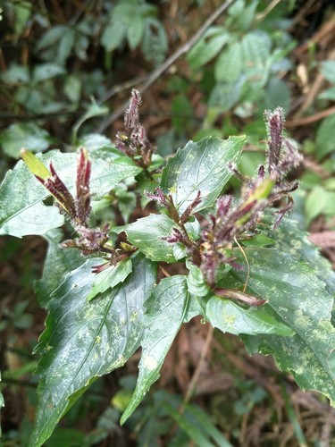 Strobilanthes flexicaulis iNat (3)