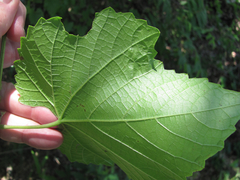 Vitis berlandieri