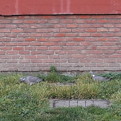 Columba palumbus