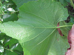 Vitis berlandieri