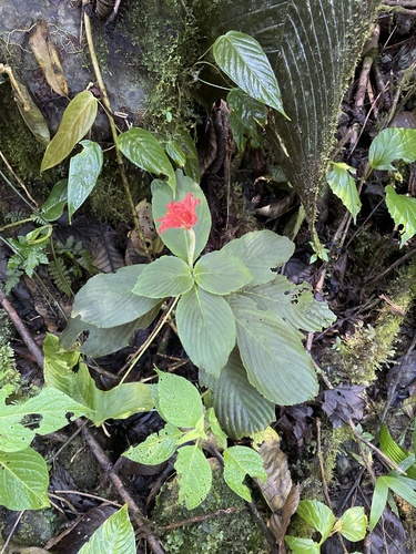 Gasteranthus otongensis