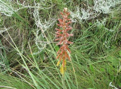 Kniphofia laxiflora