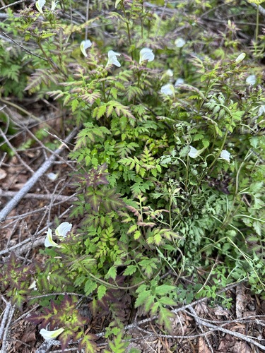 Pedicularis keiskei iNat (2)