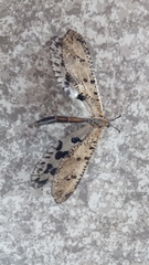 Palparini