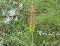 Kniphofia laxiflora