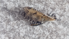 Palparini