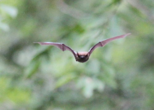 Big Brown Bat photographed in New Hampshire