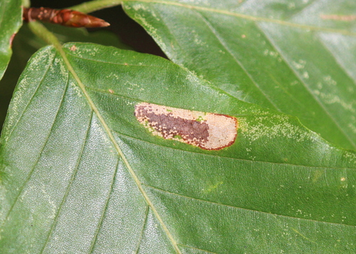 Beech Midget photo 4