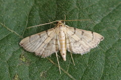 Bicilia iarchasalis