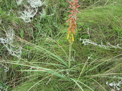Kniphofia laxiflora