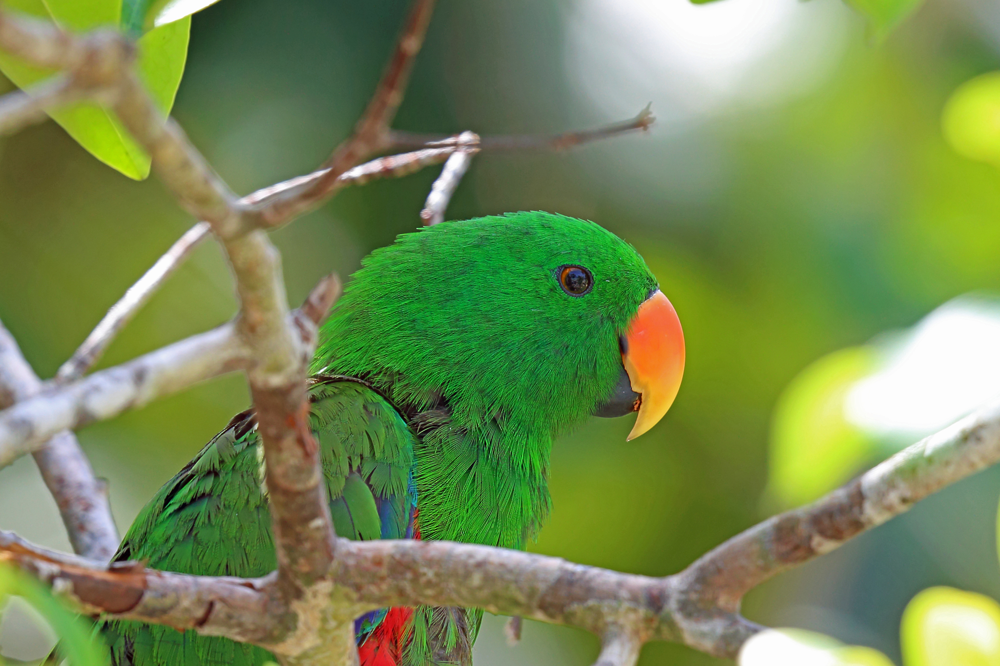 Papuan Eclectus illustration