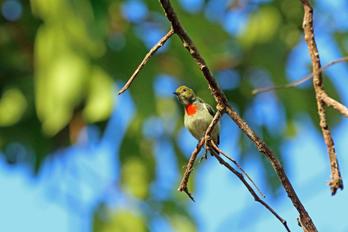 Dicaeum pectorale
