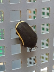 Gymnetis flavocincta