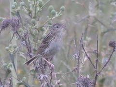 Anthus hellmayri