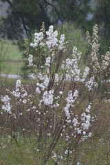 Prunus gracilis