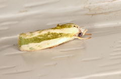 Earias huegeliana