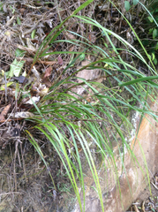 Gahnia lacera