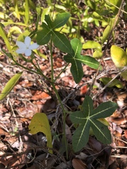Cnidoscolus stimulosus image