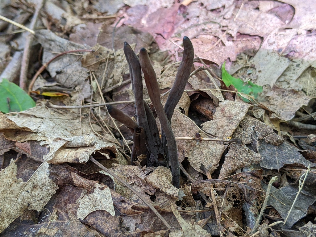 Clavaria sp. 'TN01'