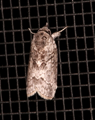 Nycteola polycyma