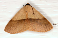 Ophyx ochroptera