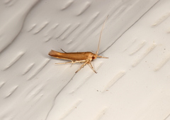 Glaphyristis marmarea