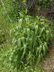 Helianthus californicus