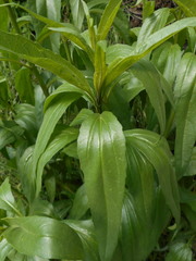 Helianthus californicus