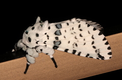 Kamalia australis
