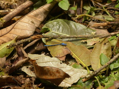 Argia medullaris