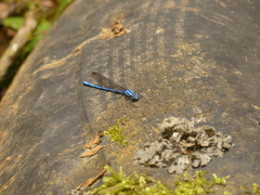 Argia medullaris