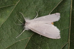 Rupela tinctella