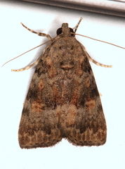 Aucha triphaenoides