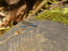 Argia medullaris