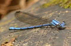 Argia medullaris