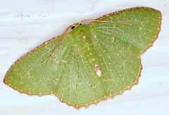 Eucyclodes metaspila