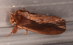 Hylaeora capucina