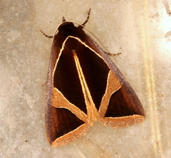 Agamana conjungens